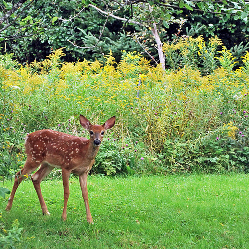 A bashful fawn steps out on it's own and for the very first time.