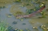 Otter