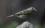 Hutton's Vireo