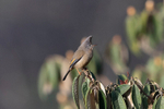 Stripe-throated Yuhina