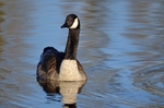 Canada Goose