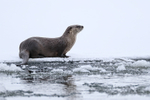 River Otter side view, Yellowstone National Park