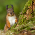 Red Squirrel