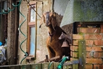 Goat Guarding a Gate!