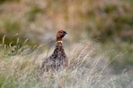 Red Grouse