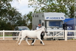 Class 209 - IH Veteran Pony portfolio