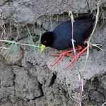 Black Crake portfolio