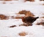 Red Grouse