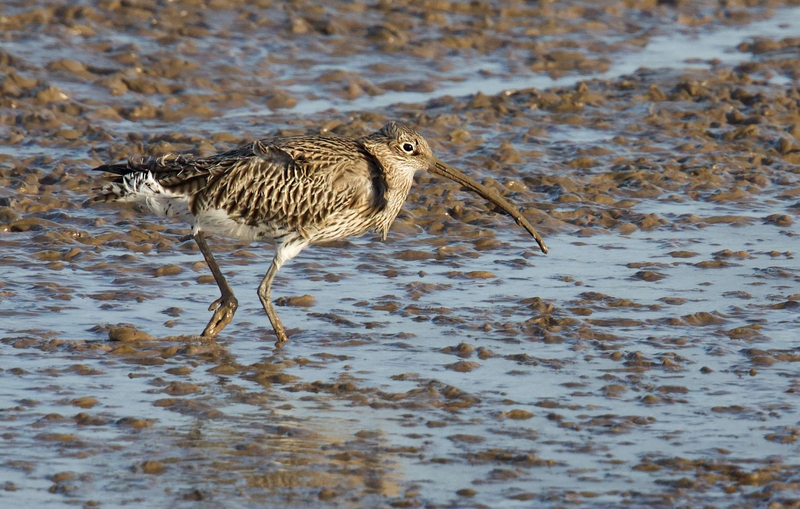 Eurasian Curlew - Dee Estuary - North Wales