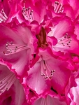 Macro Azalea