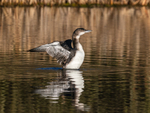 December - Great Northern Diver