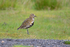 Golden Plover