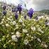 Grape hyacinth (Musacri commutatum) with Greater stitchwort ( Stellaria holostea) 
