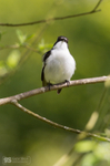Pied Flycatcher