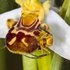 Bee Orchid (Ophrys apifera) showing opportunistic spider ready to trap insect visitors