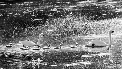 7 plus 1 swan lake