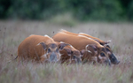 Red river hogs