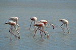 Greater Flamingos