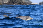 Bottlenose Dolphin head above surface, Chanaral Island, Chile