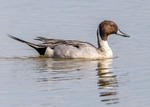 Northern Pintail 1