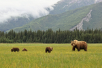 Brown Bear family grazing in meadow, Silver Salmon Creek, Alaska