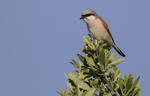 Red Backed Shrike