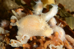 Acanthodoris pilosa
