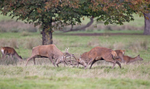 Red Deer - Cervus elaphus