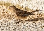 Finches,Buntings portfolio