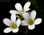Meadow Saxifrage