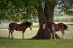 2 Clydesdales