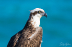 Osprey Perched 2