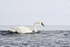Trumpeter Swan swimming, Yellowstone River, Wyoming, USA