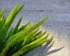 Green Plant