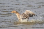 British Birds portfolio