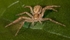 Running Spider