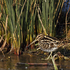 Snipe