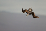 Blue-footed Booby starts dive, San Cristobal, Galapagos