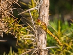 Common Darter