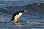 Gentoo jumps out of sea on landing at Sea Lion Island, Falklands