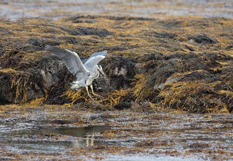 Grey Heron - Isle of Mull - Scotland