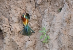 European Bee-eater