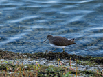 Green Sandpiper