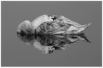 Mute Swan Reflection