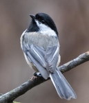 Black-capped Chickadee