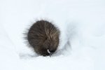 Porcupine Attitude