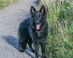 Jax