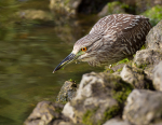 Juvenile Black Crowned Night Heron