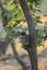 Brown Fish-Owl, early morning, Bandhavgarh, Madhya Pradesh, India
