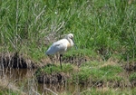 Spoonbill